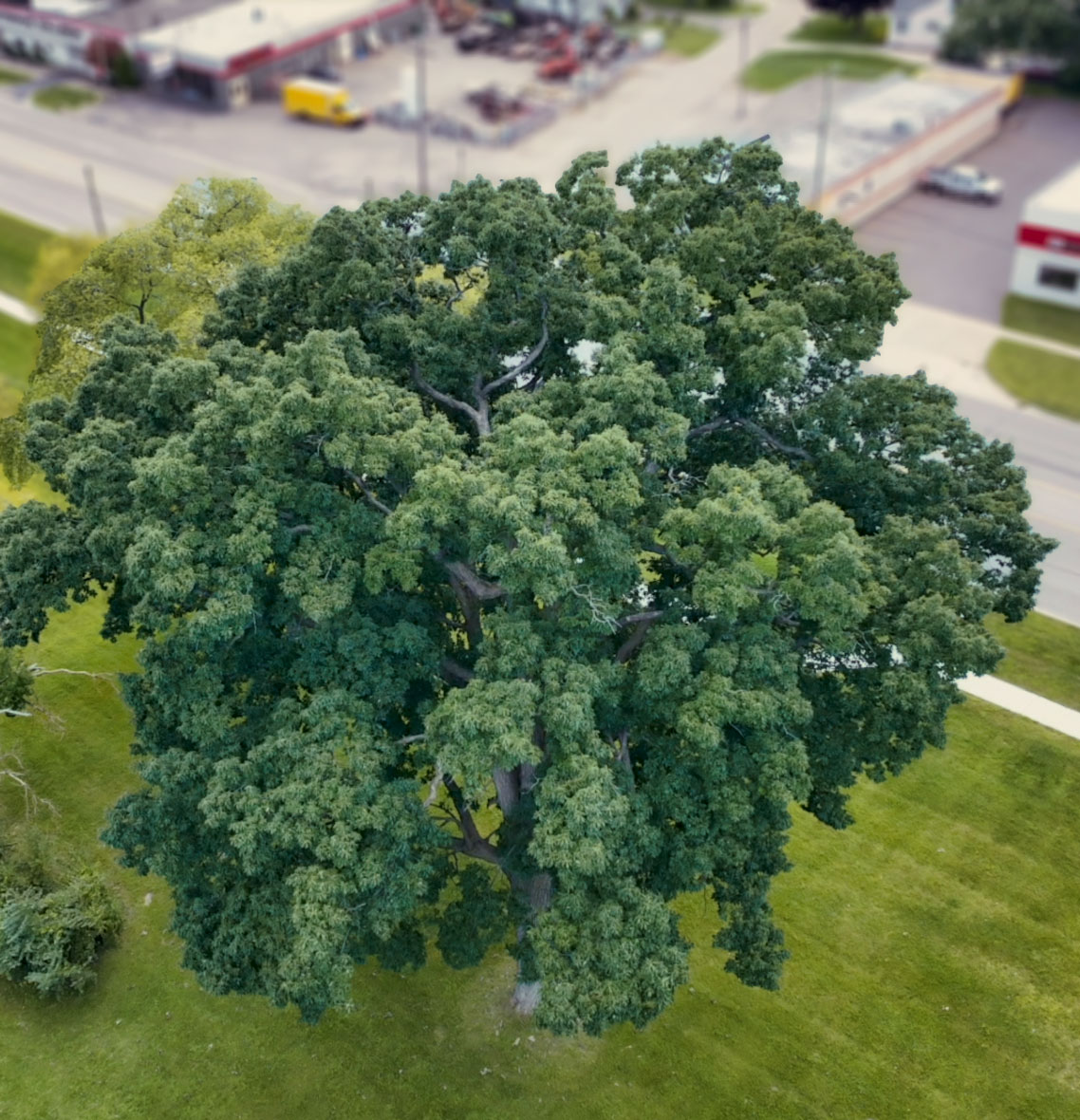 Sterling Heights Oak Tree Oak tree threatened by development in Sterling Heights, Macomb County, Michigan