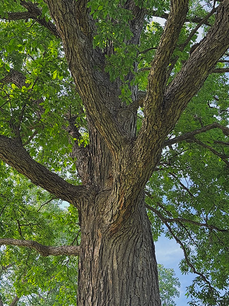 Sterling Oak in Sterling Heights, Michigan, photo June 2026